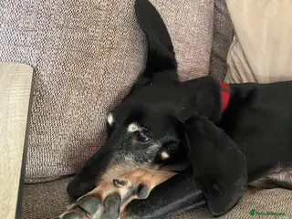 Mixed Breed dogs mixed breed - Advert 2