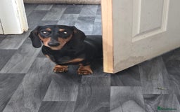 Miniature Dachshund dogs for sale: Chocolate male miniature dacshund  - Image 1