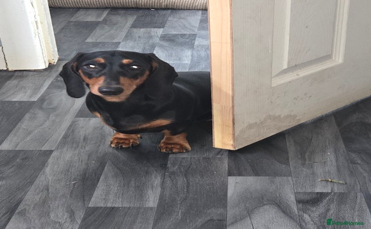 Miniature Dachshund dogs - Advert 1