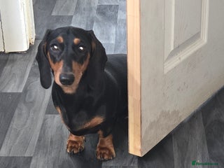 Miniature Dachshund dogs - Advert 3