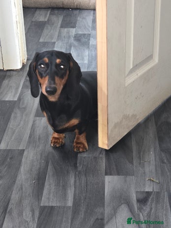 Miniature Dachshund dogs - Advert 1