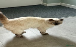 Ragdoll cats for sale: Beautiful Ragdoll for sale  - Image 2