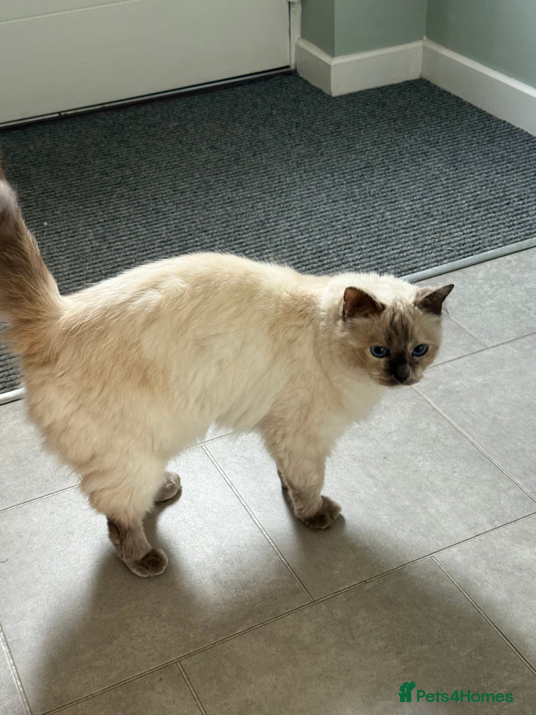Ragdoll cats for sale: Beautiful Ragdoll for sale  - Image 2