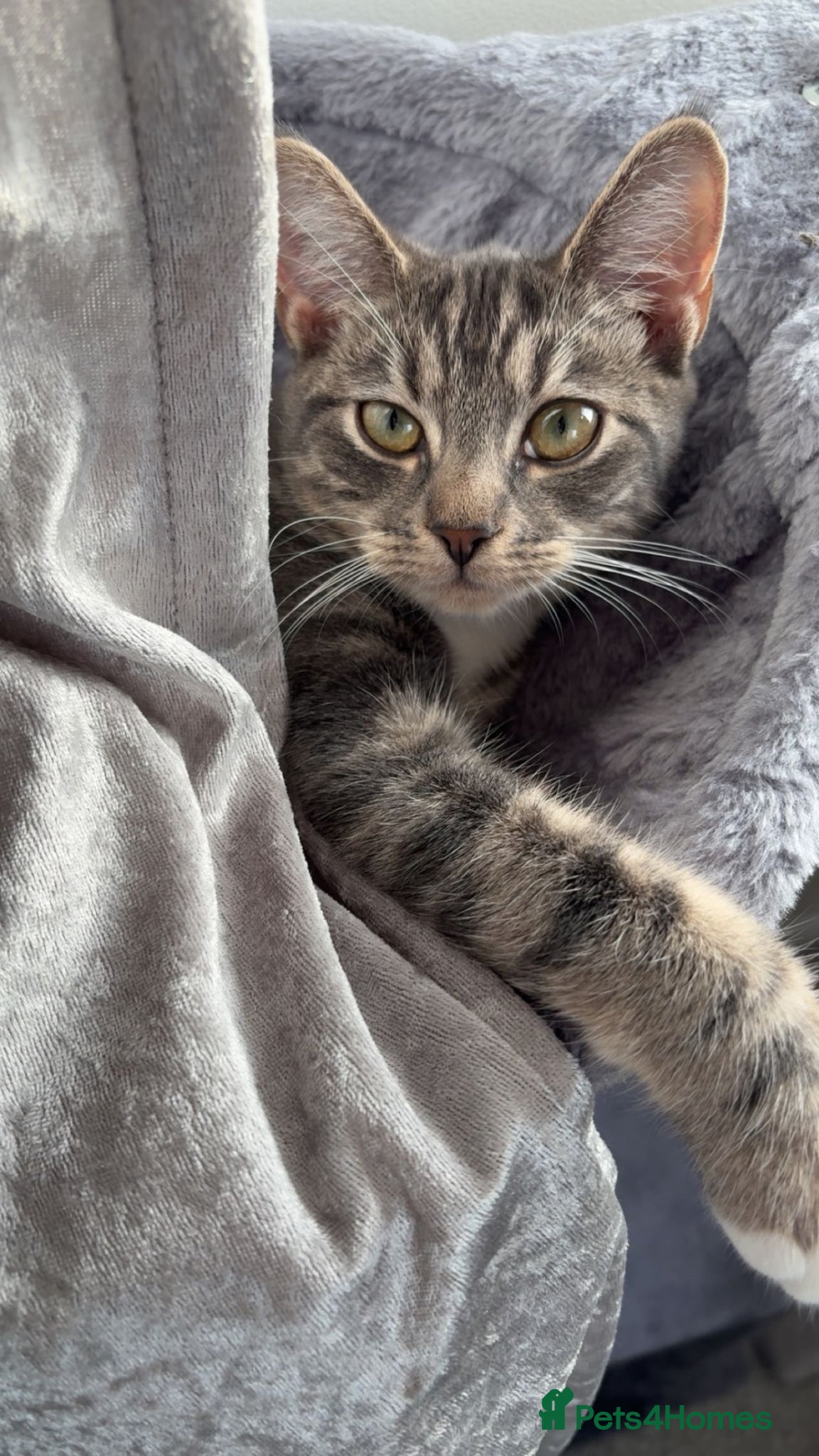 Domestic Shorthair cats Grey tabby and fluffy black cat  - Advert 1