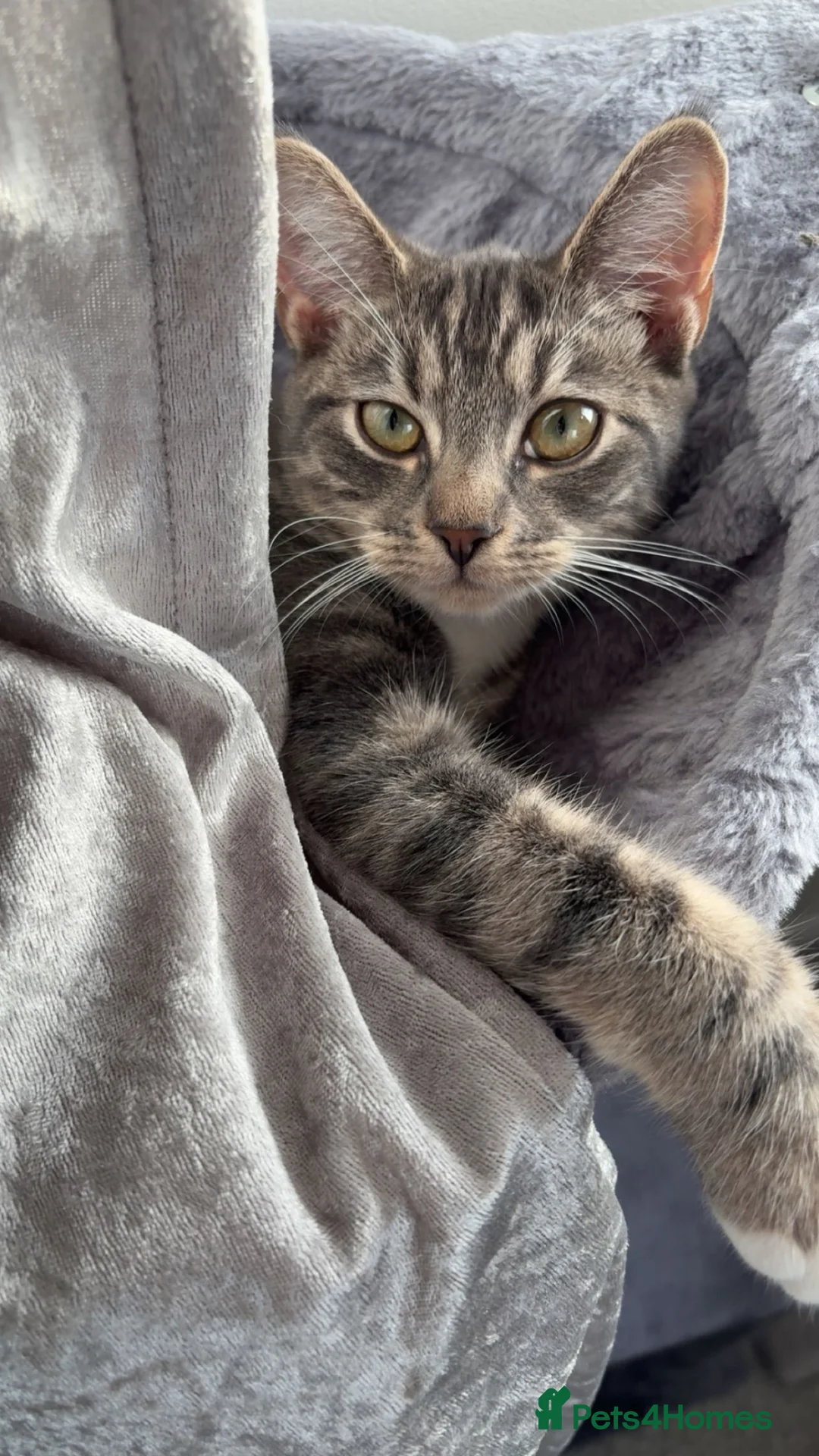 Domestic Shorthair cats for sale: Grey tabby and fluffy black cat  in Baldock - Advert 1