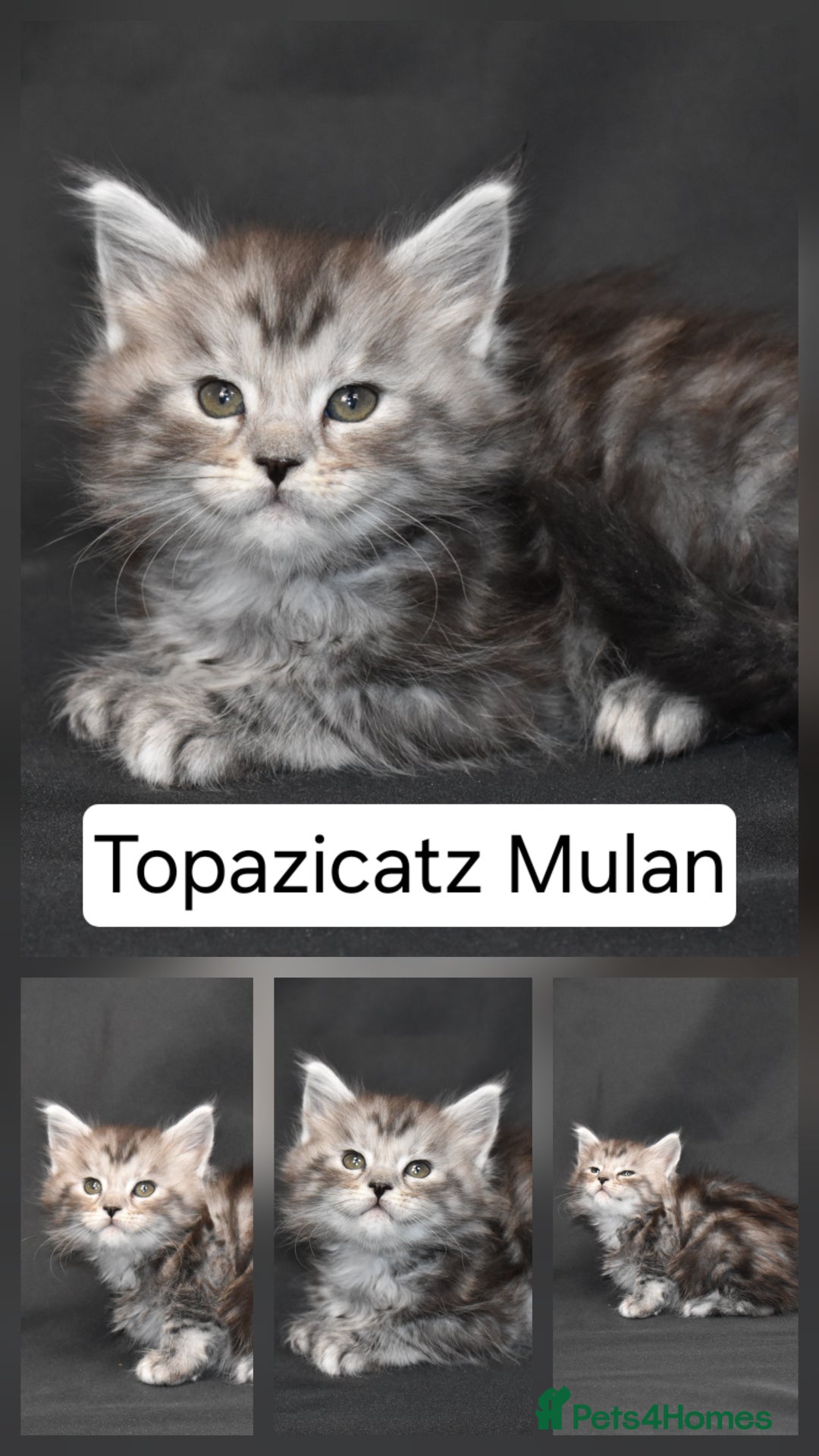 Maine Coon cats for sale: Tica kittens and retired queen available - Advert 6