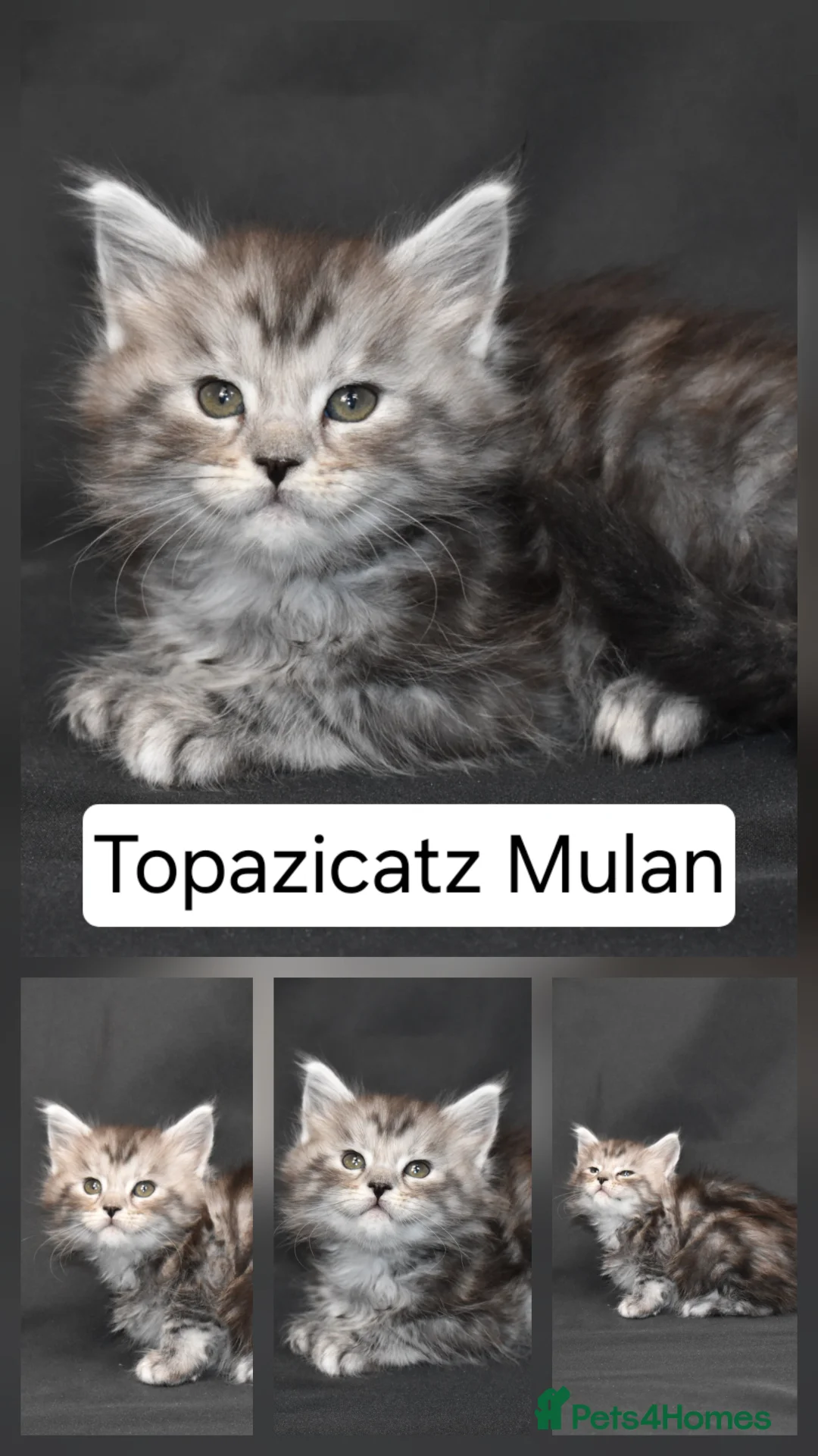 Maine Coon cats for sale: Tica reg kittens- neutered. 3 left Ready soon - Advert 21