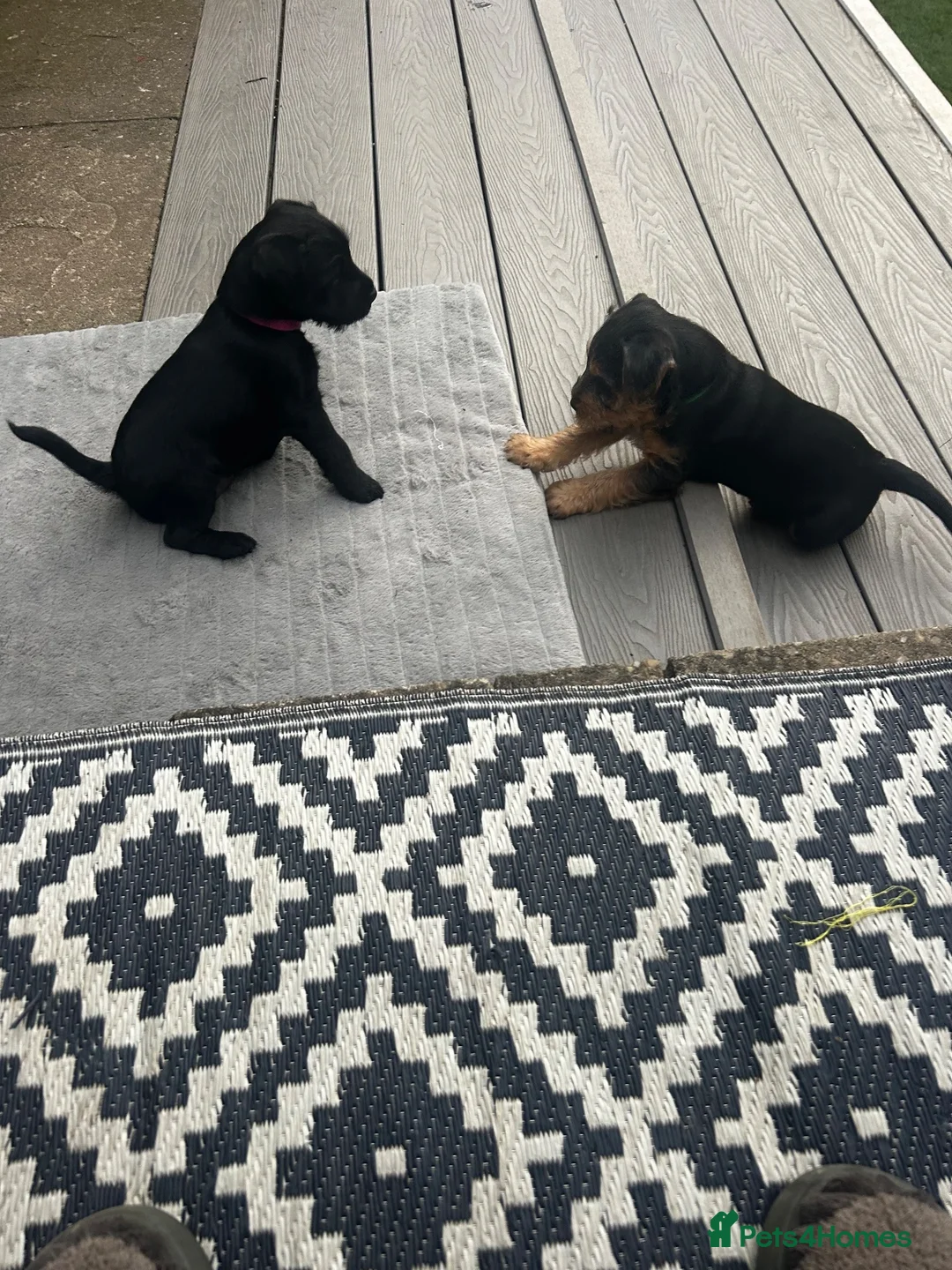 Patterdale Terrier dogs for sale: Patterdale girl in Coatbridge - Advert 2