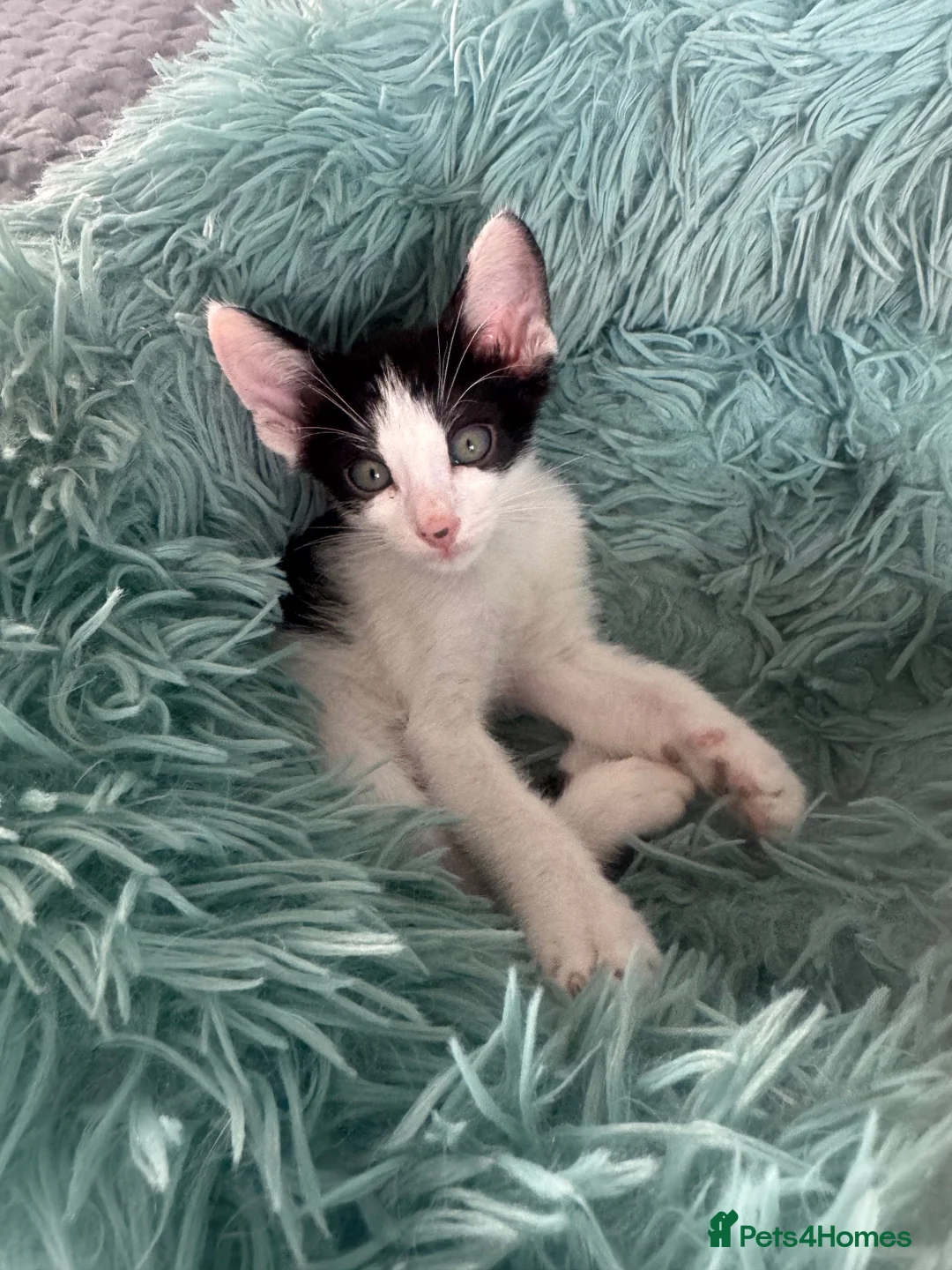 Mixed Breed cats for sale: Beautiful litter is Siamese mixed breed kittens - Advert 2