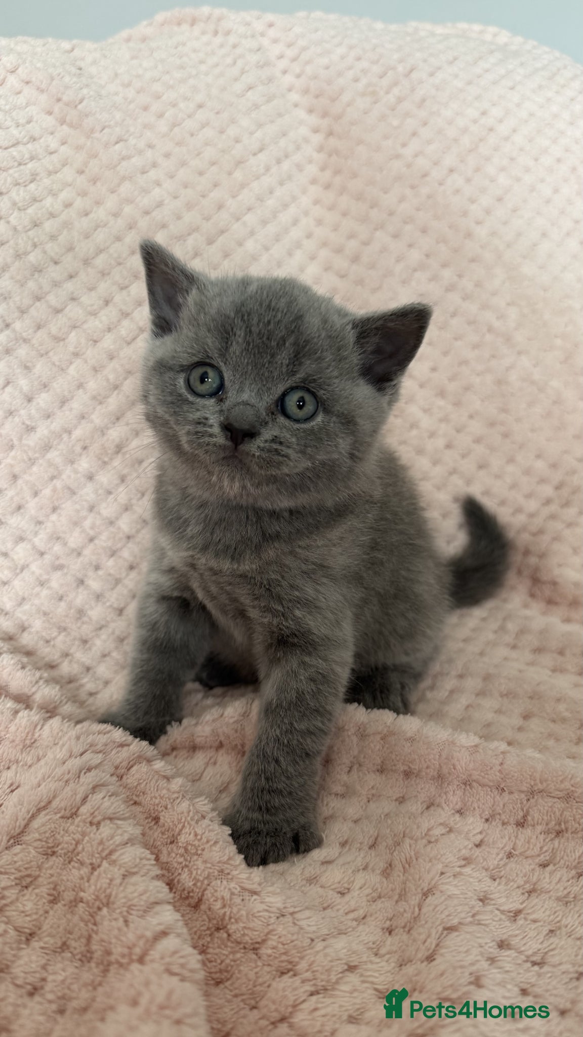 British Shorthair cats for sale: Gorgeous GCCF Reg British Blue Shorthair Kittens - Advert 7