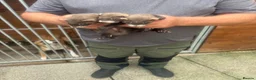Ferret rodents for sale: Soild black crossed with pole cat breed  - Advert 4