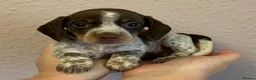 Miniature Dachshund dogs for sale: Just 2 long coat miniature dachshund puppies left - Advert 18