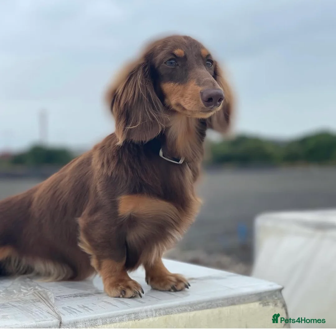 Miniature Dachshund dogs for sale: Ready to leave Miniature dachshunds - Advert 3