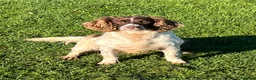 English Springer Spaniel dogs for sale: KC Registered Adult Female  - Advert 6