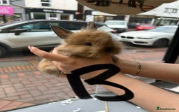 Lionhead rabbits for sale: Angora X lionheads- READY TO RESERVE- DOB- 3/10/25 - Image 8