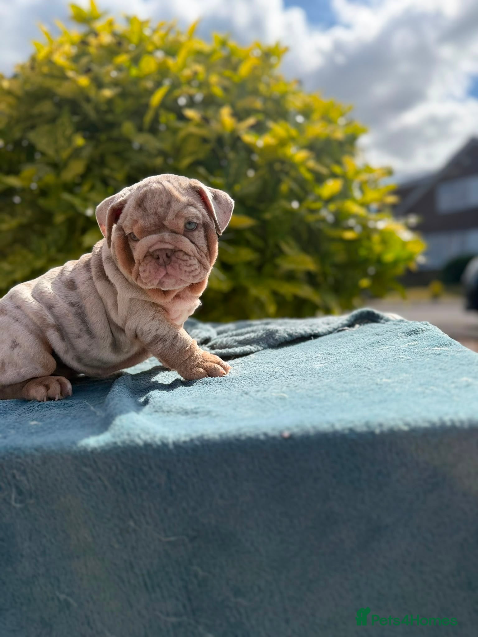 English Bulldog dogs Ready to leave ENGLISH BULLDOG PUPPIES  - Advert 1