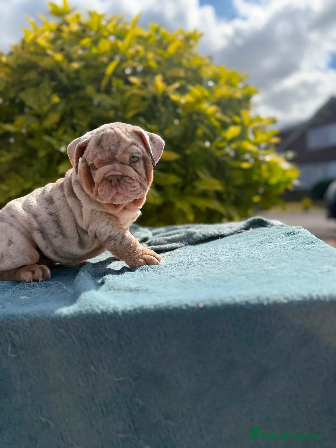 English Bulldog dogs for sale: Ready to leave ENGLISH BULLDOG PUPPIES  - Advert 1