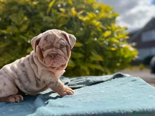 English Bulldog dogs Ready to leave ENGLISH BULLDOG PUPPIES - Advert 1