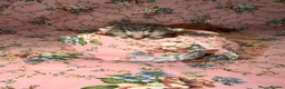 British Shorthair cats for sale: Beautiful British shorthaired kittens available in Shrewsbury - Advert 1