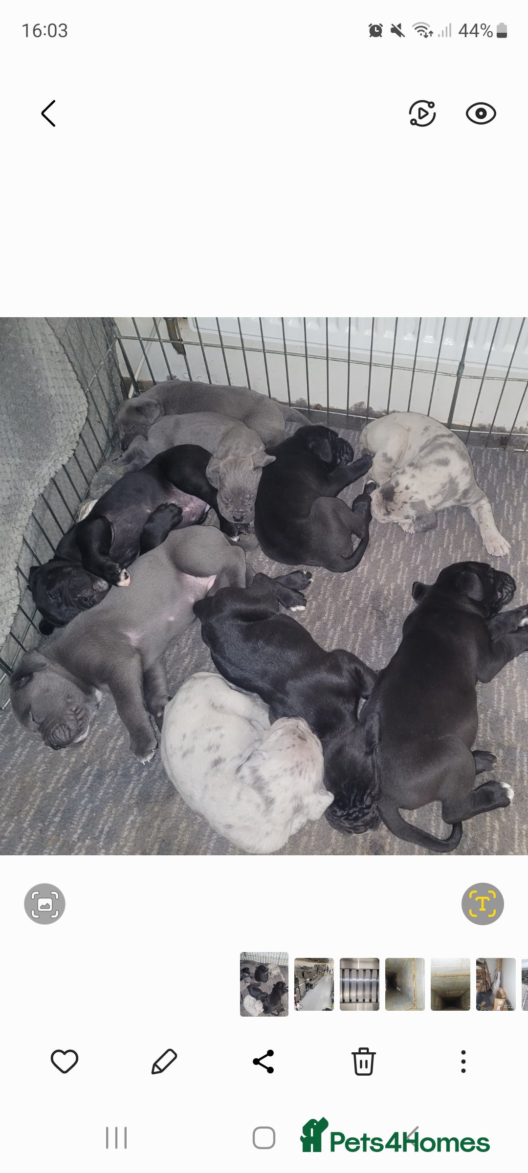 Cane Corso dogs Look stunning merle,black,blue corso - Advert 5