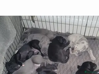 Cane Corso dogs Look stunning merle,black,blue corso - Advert 5