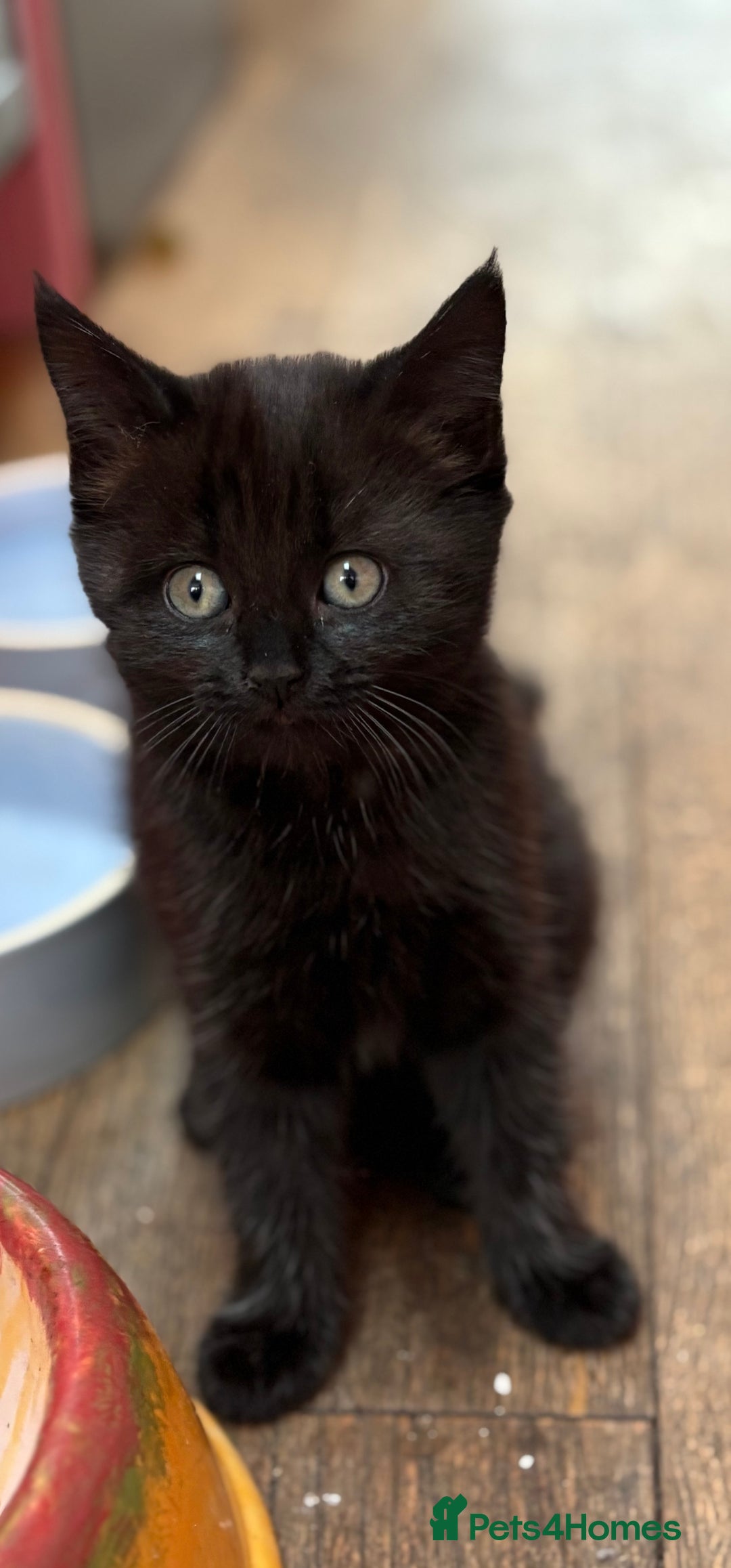 British Shorthair cats for sale: 2 kittens ready now… - Advert 3