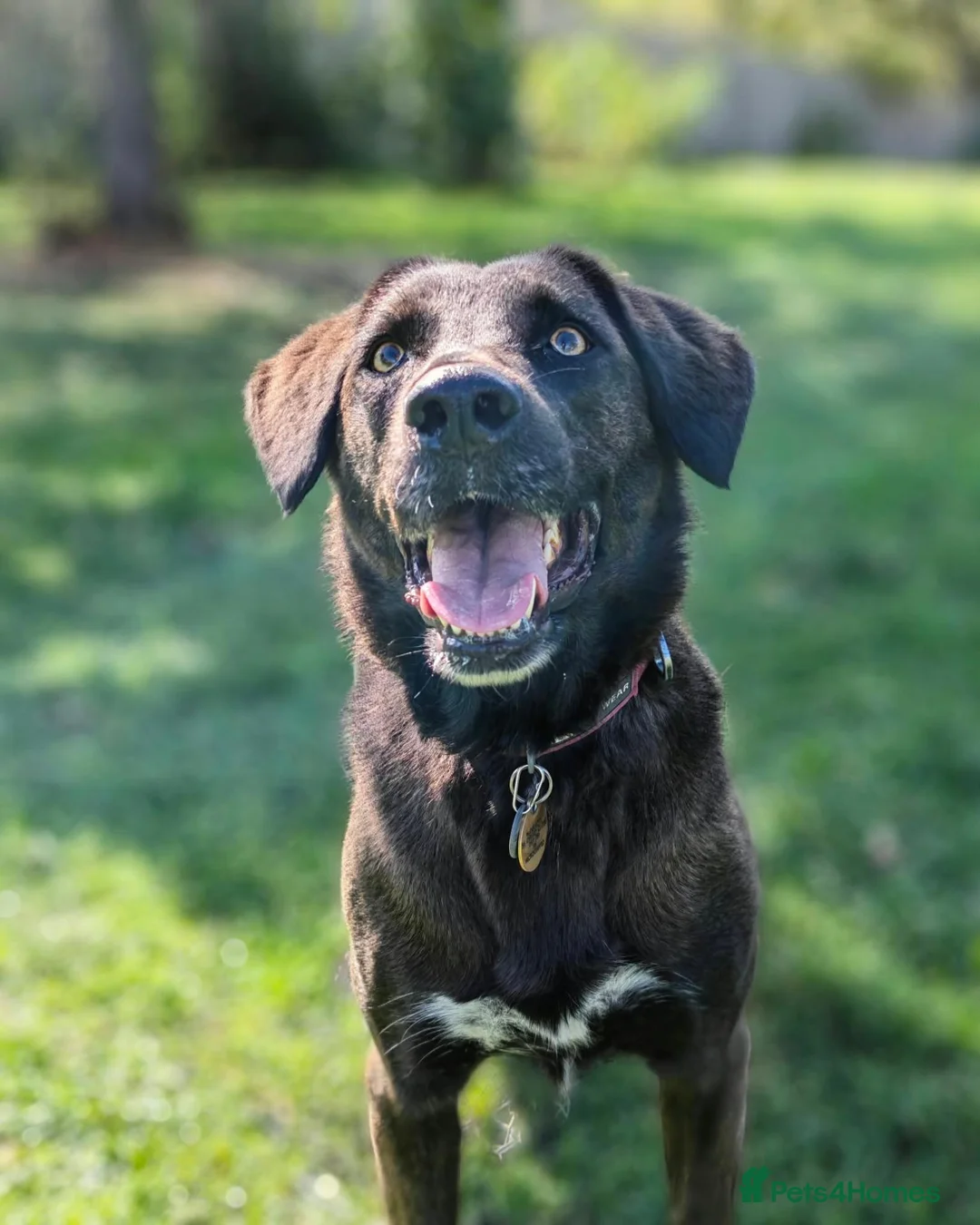 Mixed Breed dogs for adoption: MAISIE –   4 Years Old, Mixed Breed Girl  in Stanley - Advert 2