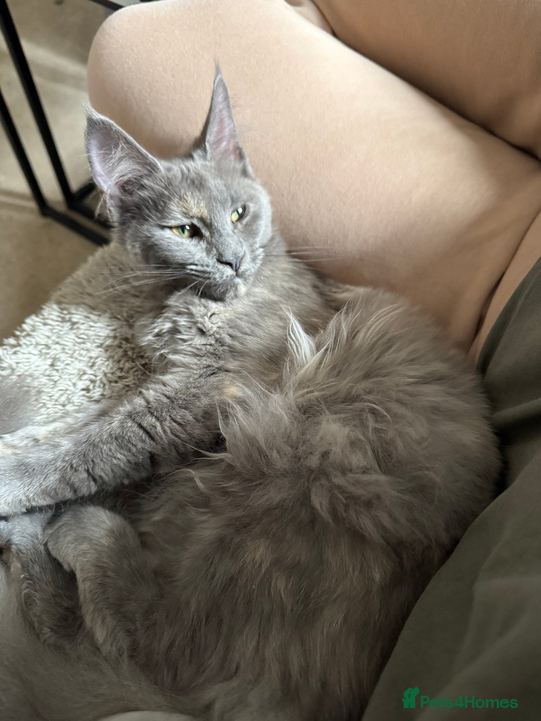 Maine Coon cats for sale: Beautiful Maine coon Female  - Advert 4