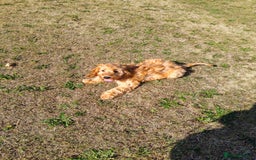 Cavapoo dogs for sale: REHOMING  - Advert 18