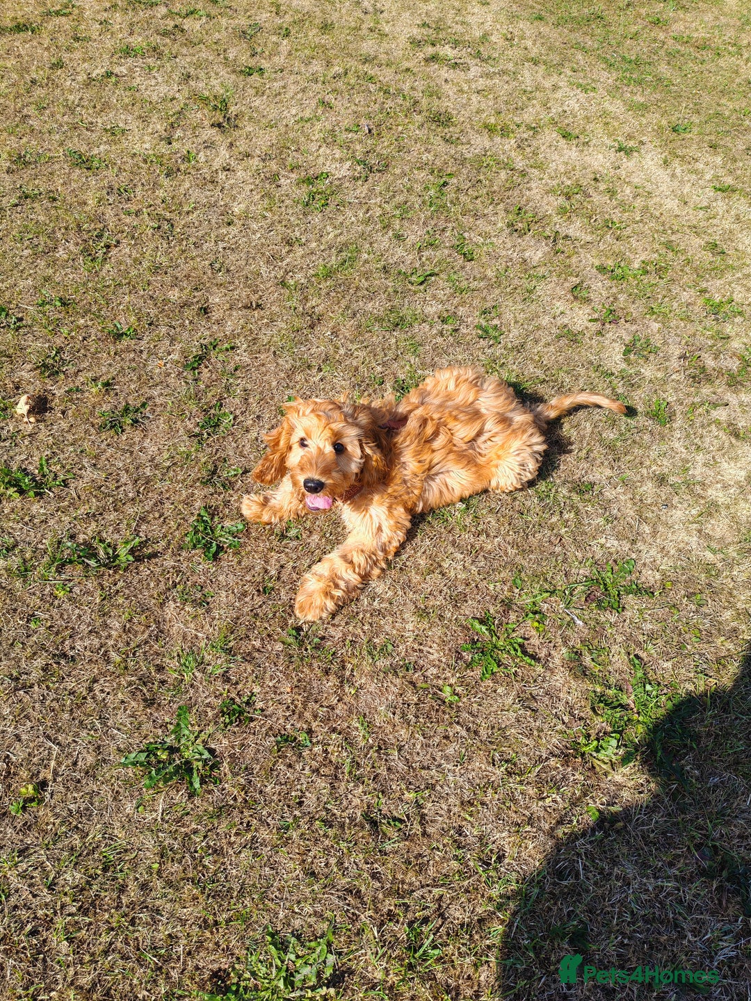 Cavapoo dogs for sale: REHOMING  - Advert 18