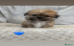 Lhasa Apso dogs for sale: Beautiful Lhasa Apso  - Image 5