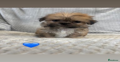 Lhasa Apso dogs - Advert 3