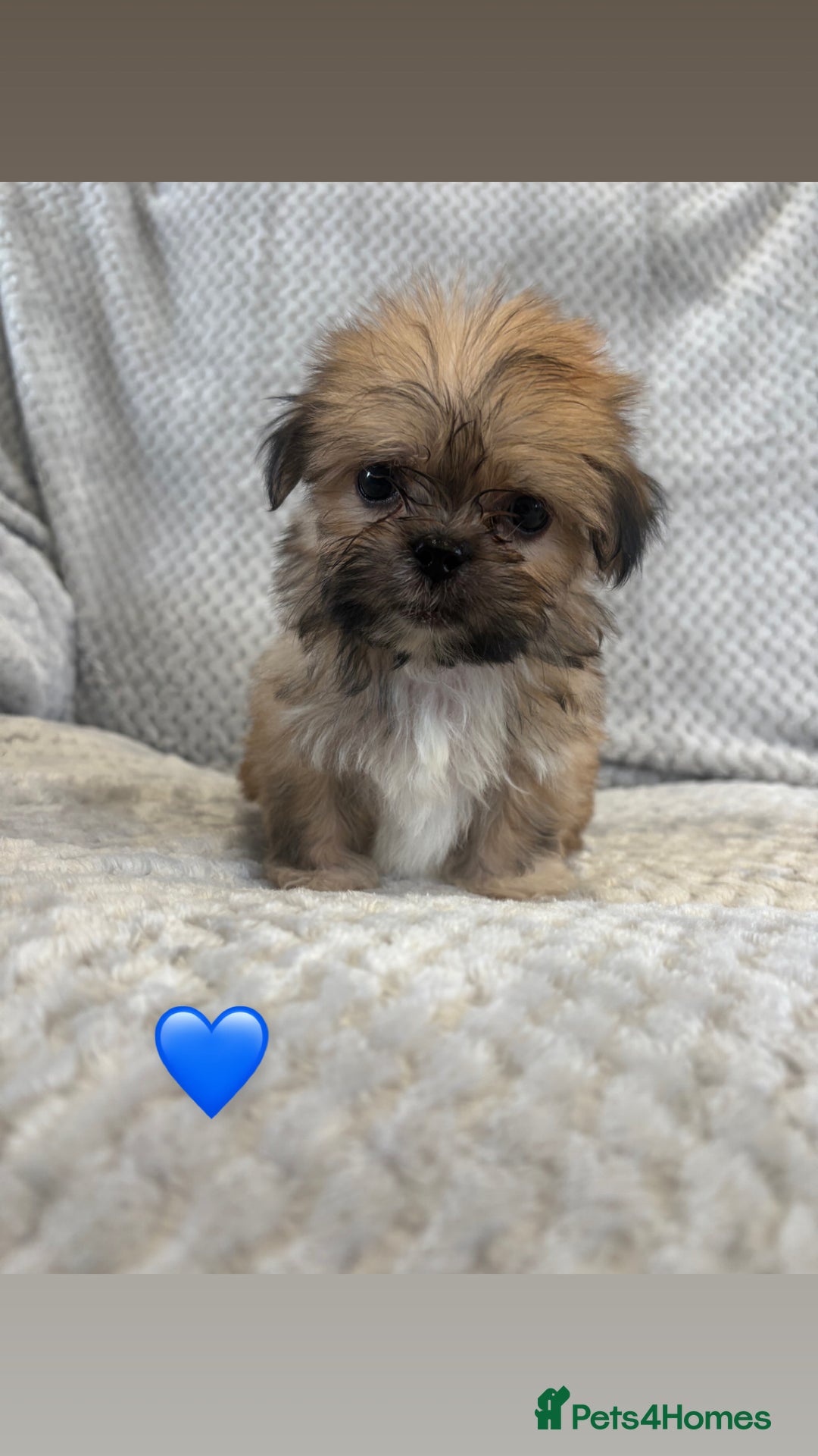 Lhasa Apso dogs for sale: Beautiful Lhasa Apso  - Image 5