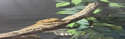 Bearded Dragon reptiles for sale: Bearded dragon  in Manchester - Advert 1