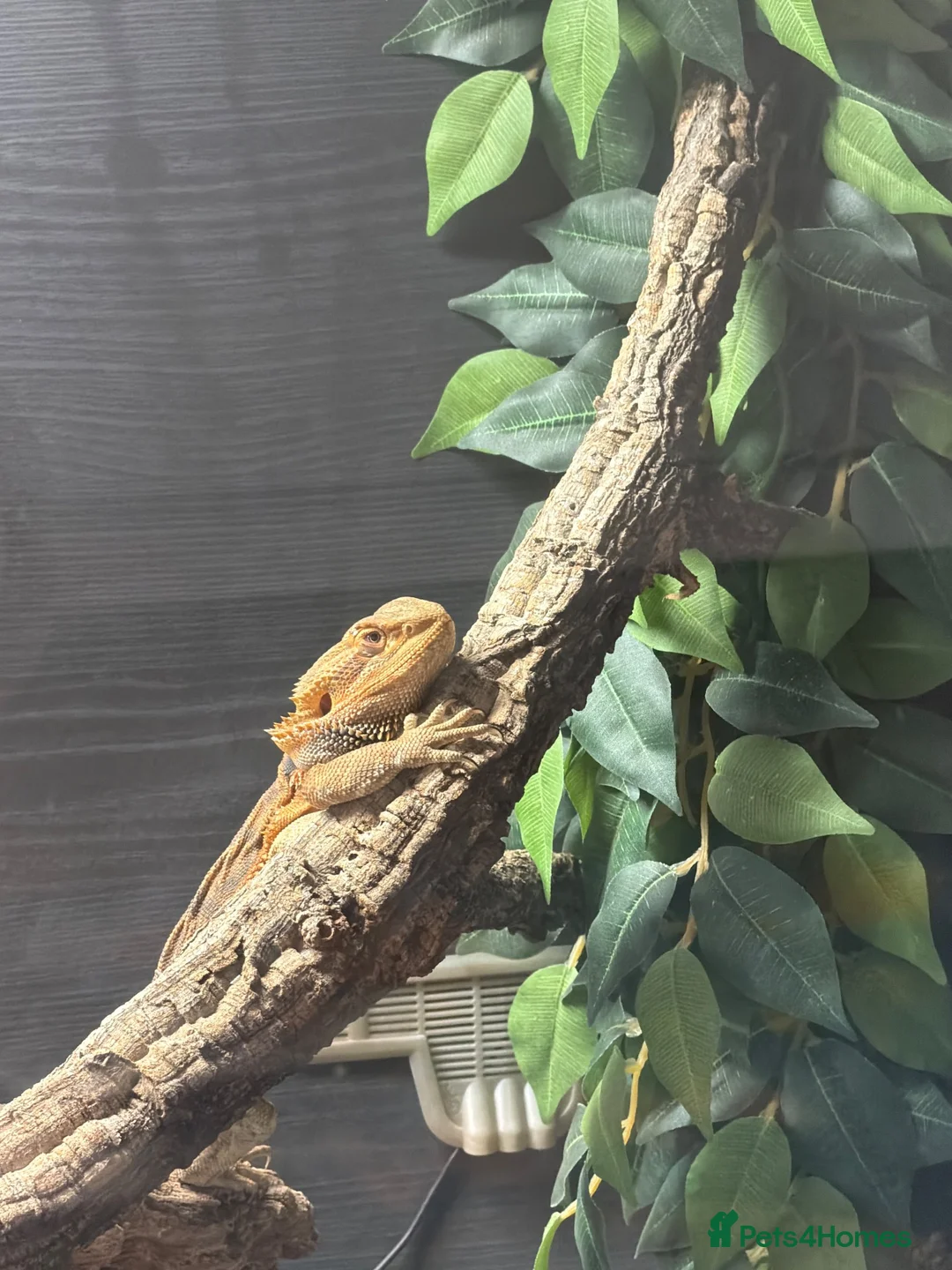 Bearded Dragon reptiles for sale: Bearded dragon  in Manchester - Advert 1