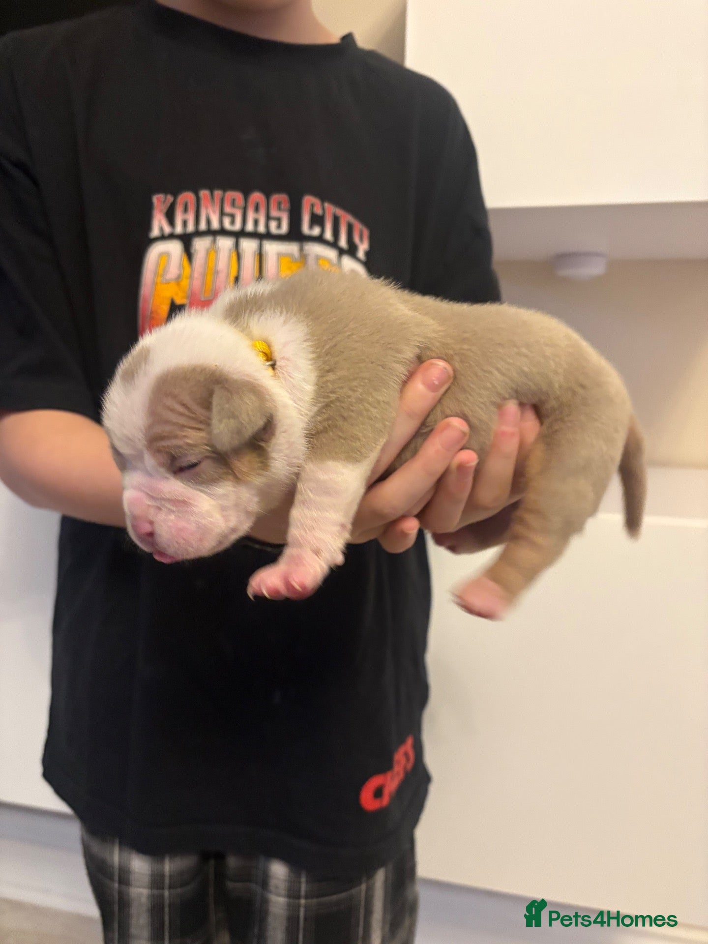 American Bully dogs American Bully pocket - Advert 2