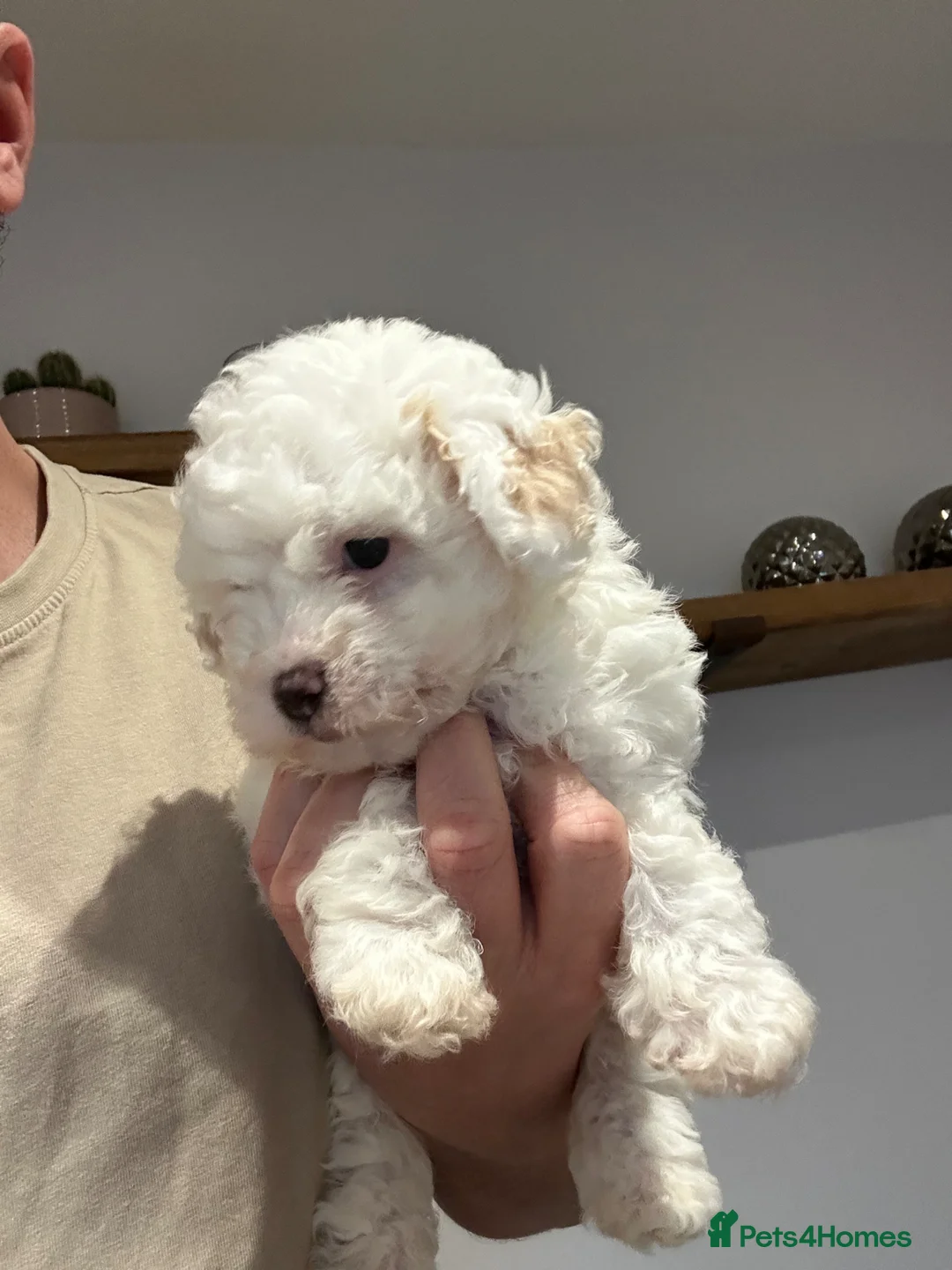 Maltipoo dogs for sale:  Maltipoo pups ONE BOY LEFT - Advert 2