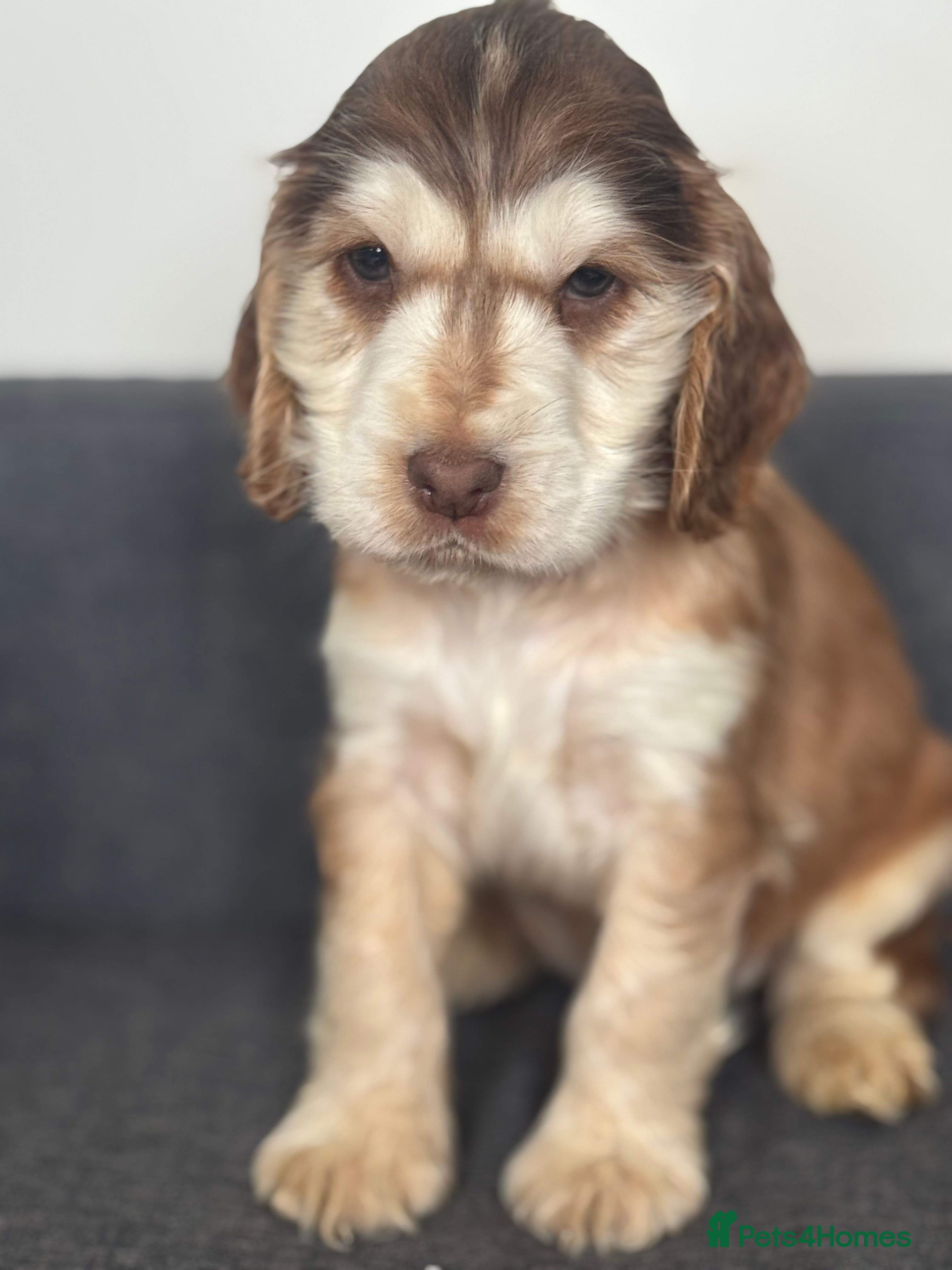 Cocker Spaniel dogs Beautiful KC registered show spaniels  - Advert 4