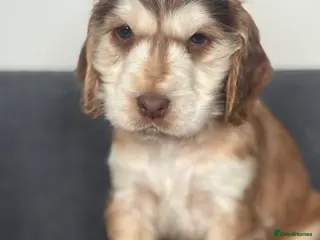 Cocker Spaniel dogs Beautiful KC registered show spaniels - Advert 4