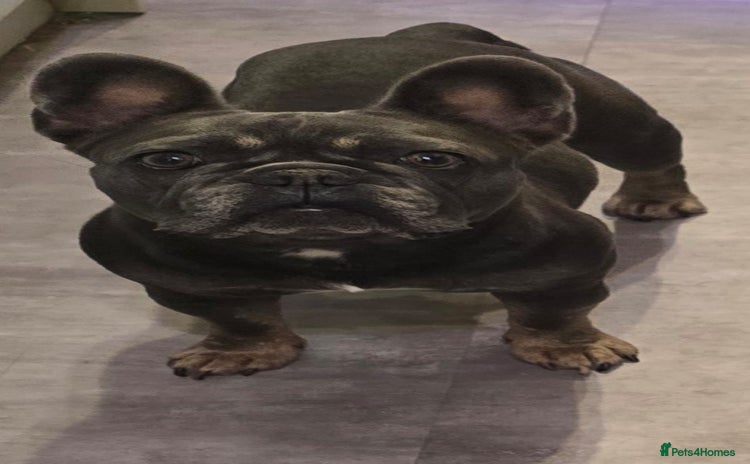 French Bulldog dogs 3x beautiful girl french bulldog puppies  - Advert 2