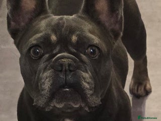 French Bulldog dogs for sale: 3x beautiful girl french bulldog puppies - Advert 1