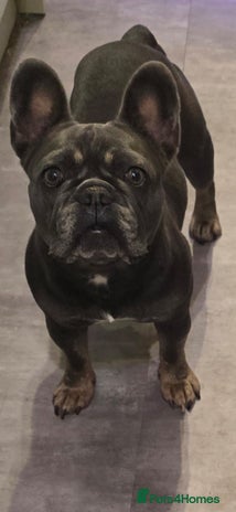 French Bulldog dogs 3x beautiful girl french bulldog puppies - Advert 2