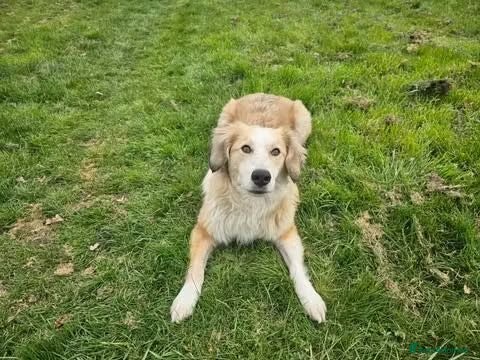 Mixed Breed dogs Meet Elphie, currently residing in Cheshire - Advert 1