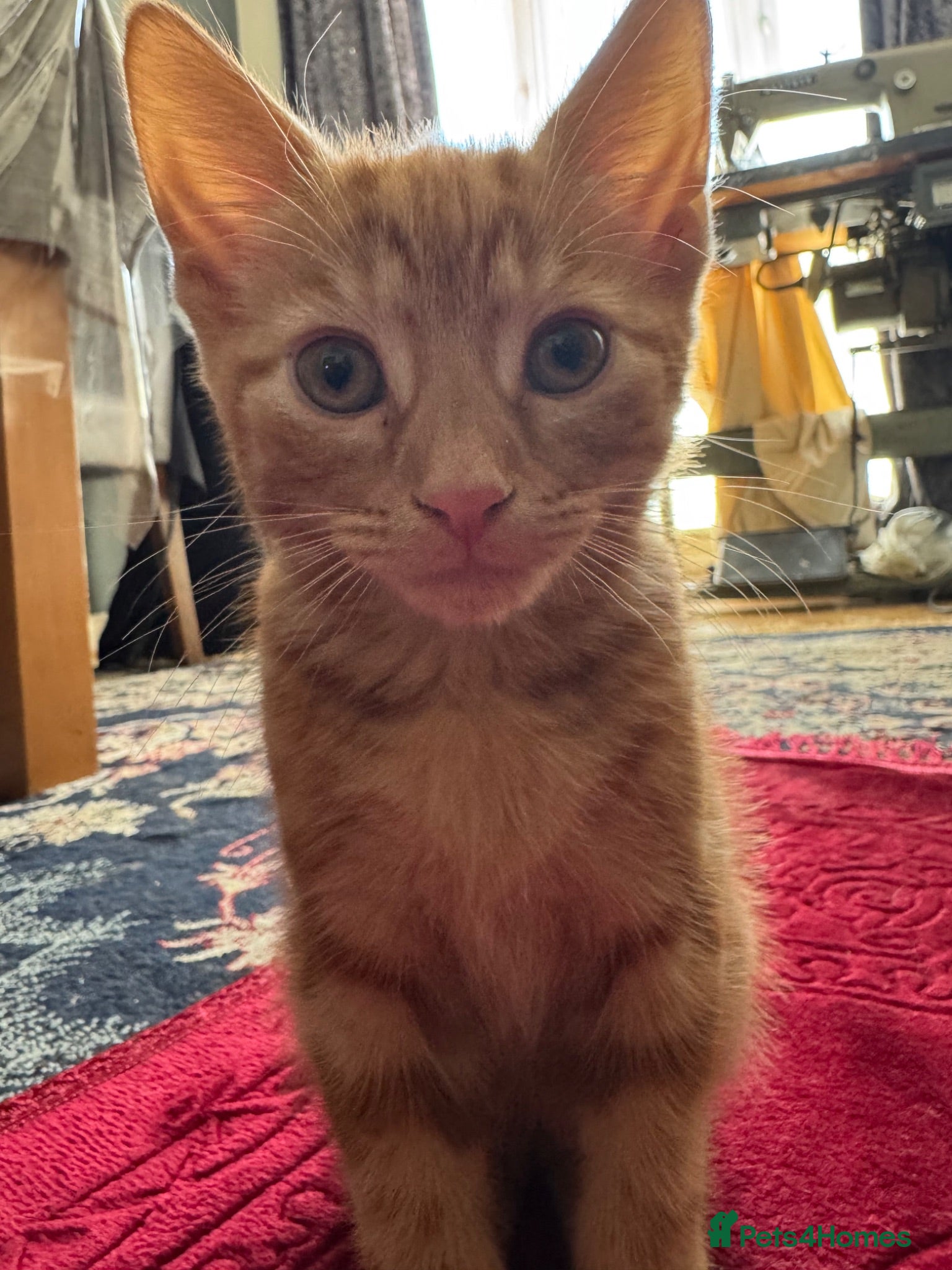 Mixed Breed cats Ginger Kittens Very Cute - Advert 2