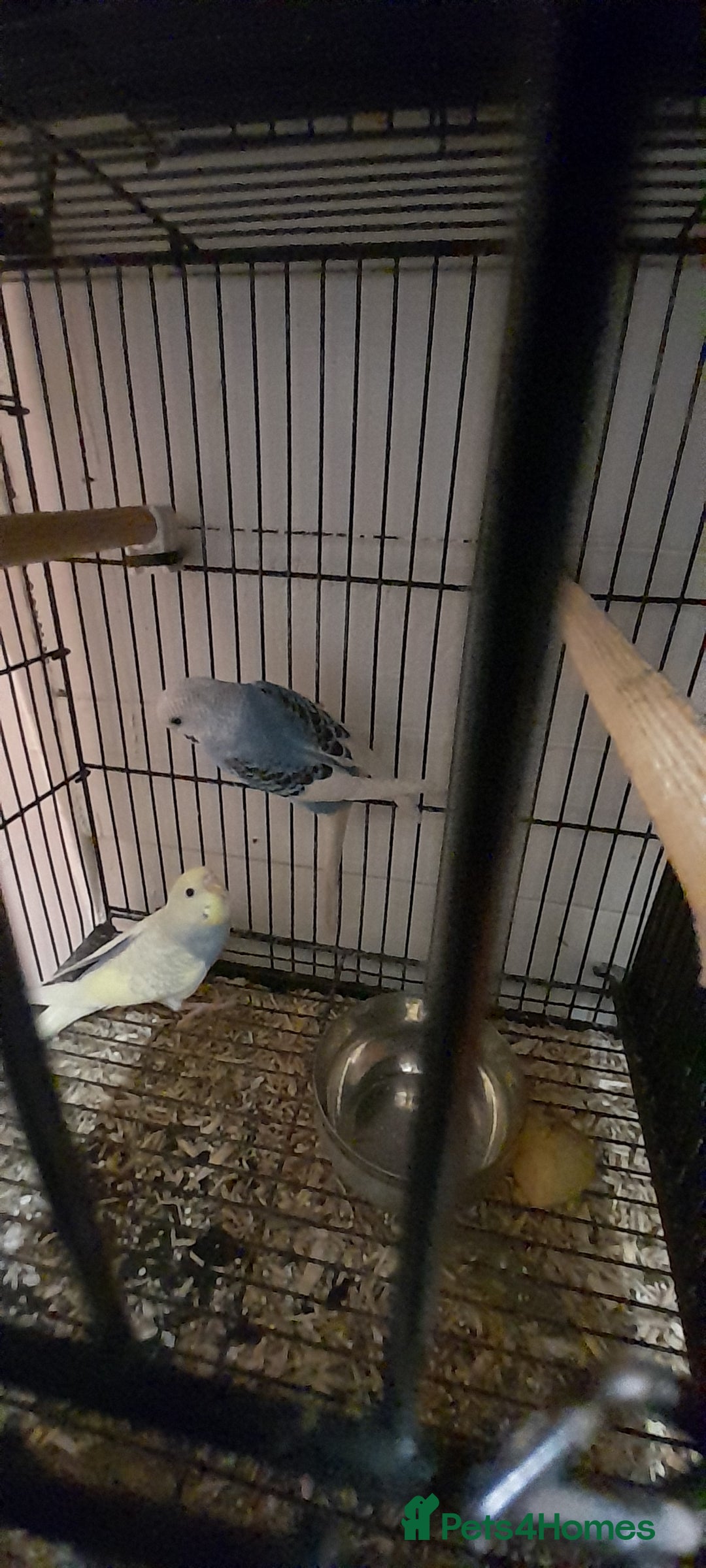 Budgerigars birds for sale: Budgies - Image 7
