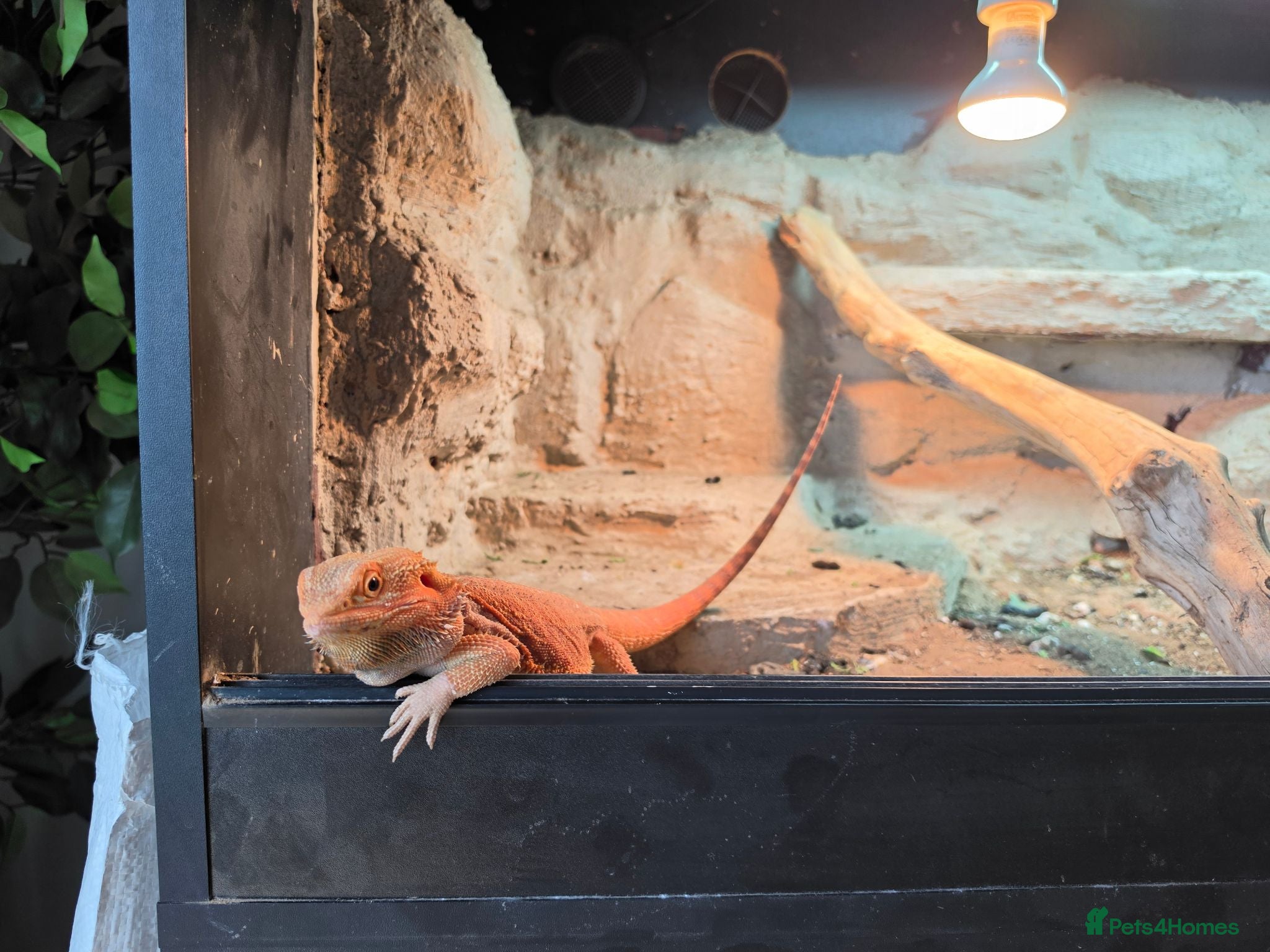 Bearded Dragon reptiles Bearded dragon  Male - Advert 3