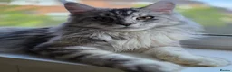 Maine Coon cats for sale: Beautiful high smoked blue & black smoked kittens  - Advert 7