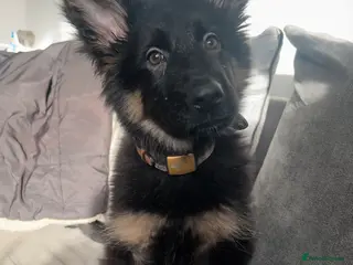 German Shepherd dogs 13-Week-Old German Shepherd Puppy in Dudley - Advert 1