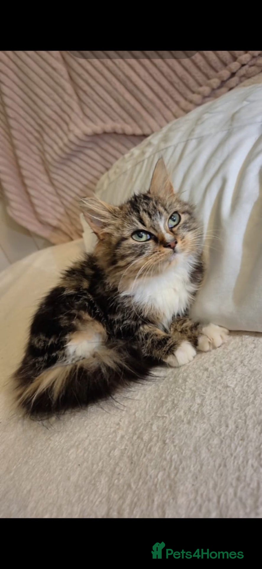 Mixed Breed cats for sale: Beautiful mixed breed fluffy girl  - Advert 1