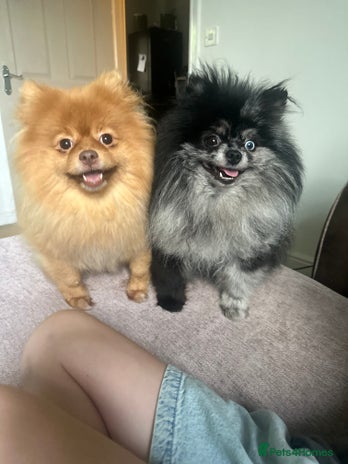 Pomeranian dogs - Advert 2